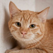 barsiksosiskakiller228