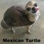 iliketurtlesanddogs2