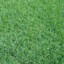 grass (real)