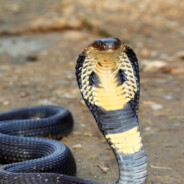 RangedCobra (washed)