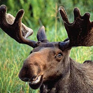 Moosetears