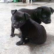 我婊妹是共犯's Avatar