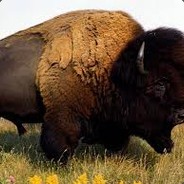 Buffalo Man avatar