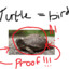 Turtle = Bird