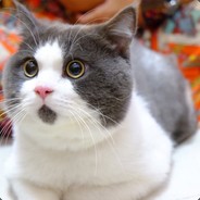 Кошечка:3