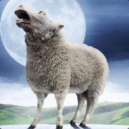 sheepnator