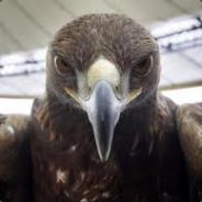 SGE_Eaglejoe73's Avatar