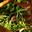 Group Avatar