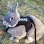 Rabbit Ranger