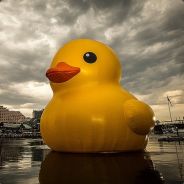 ✪ Mr.Duck