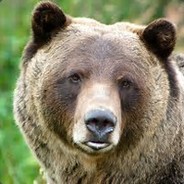 Bear avatar