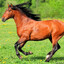 Cheval