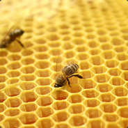 Aggressive Honeycomb
