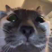 Average Cat