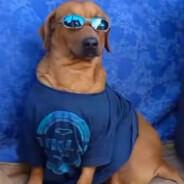 Cachorro Caramelo