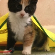 mike UCL2026WINNERS waddlebar's Avatar