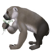 始新世卡那尼斯猴's Avatar