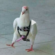 Lerkin