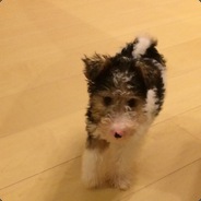 miso