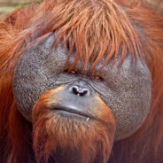 Monké