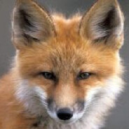 RBunFoX