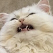 KisyaMeow