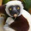 Zoboomafoo