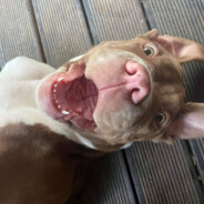 xaxa