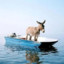 Donkey in the sea