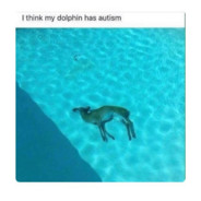 Artistic Dolphin's Avatar