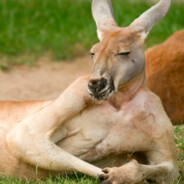 KangarooSalesman