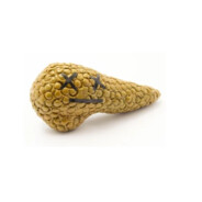 Broken Pancreas