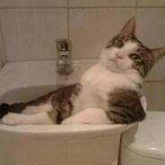 Cat_in_bathroom