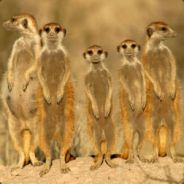 VirginBuster's Avatar