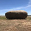 Giant potato