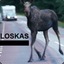 LOSKAS