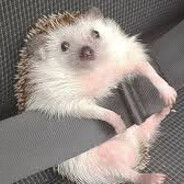 HedgeHog