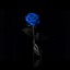 Blue Rose