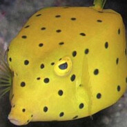 Box like a fish