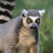 Lemur's Avatar