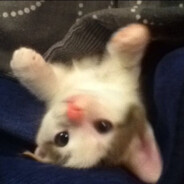 hotel bi jit' no net povoda