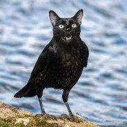 Ö