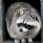 acutetrashpanda