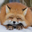 Fox Snow