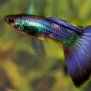 ɢᴜᴩᴩy's Avatar