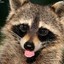 Raccoon has etiquette