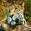 orangeleopard