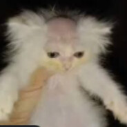 calvarão meu gato