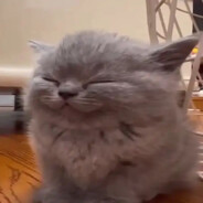ABSOLUTE