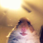 oh ratatouille